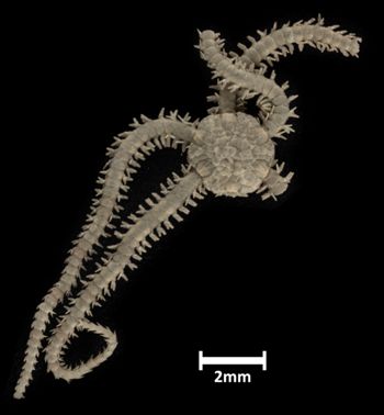 Media type: image;   Invertebrate Zoology OPH-5045 Description: Top down view of single ophiuroid specimen with a scale bar.;  Aspect: dorsal